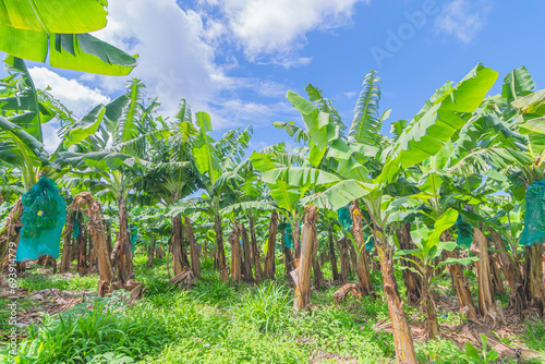 Plantation de bananiers à la Martinique, Antilles Françaises.