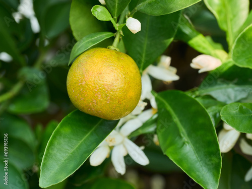 Kumquat has many benefits, easy to grow, bears fruit every season © nitinan