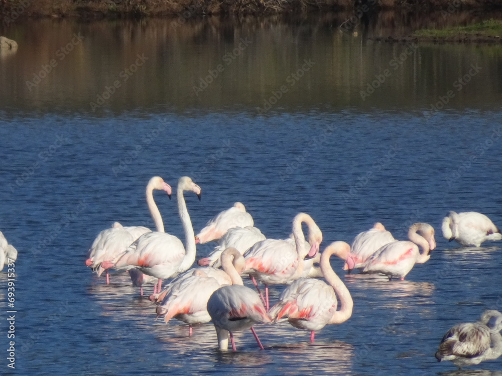 Fototapeta premium Flamants Roses