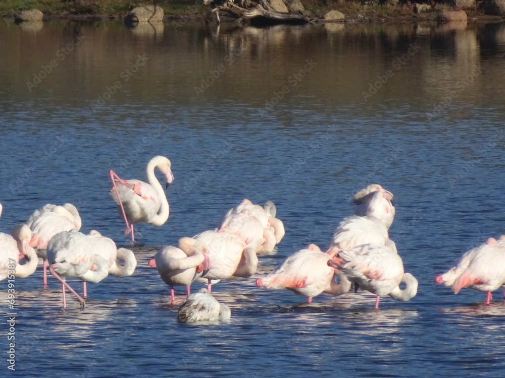 Fototapeta premium Flamants Roses