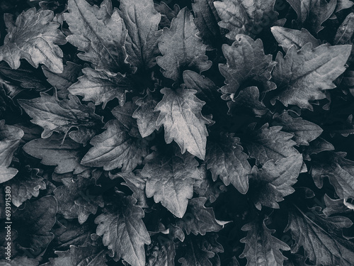Black leaves. Create something new. Because it doesn't exist in nature