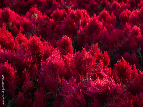 cockscomb flowers exposed to sunlight It is extremely beautiful photo