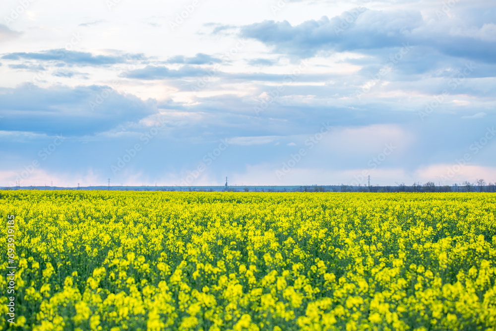 Yellow rapeseed field on a summer day, landscape with yellow rapeseed Yellow rapeseed field on a summer day, landscape with yellow rapeseed