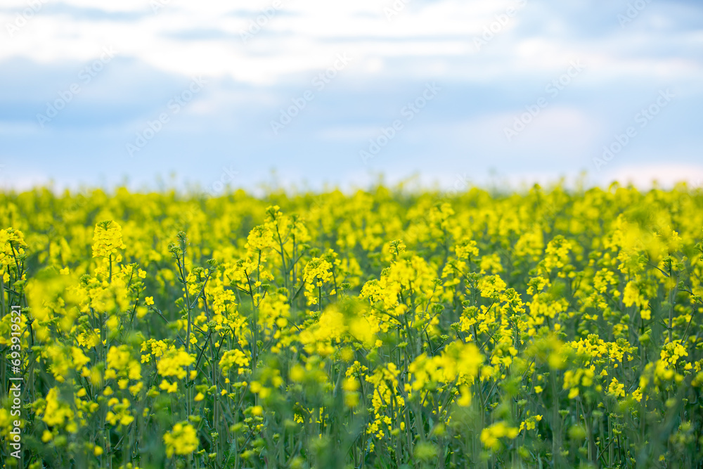 Yellow rapeseed field on a summer day, landscape with yellow rapeseed Yellow rapeseed field on a summer day, landscape with yellow rapeseed