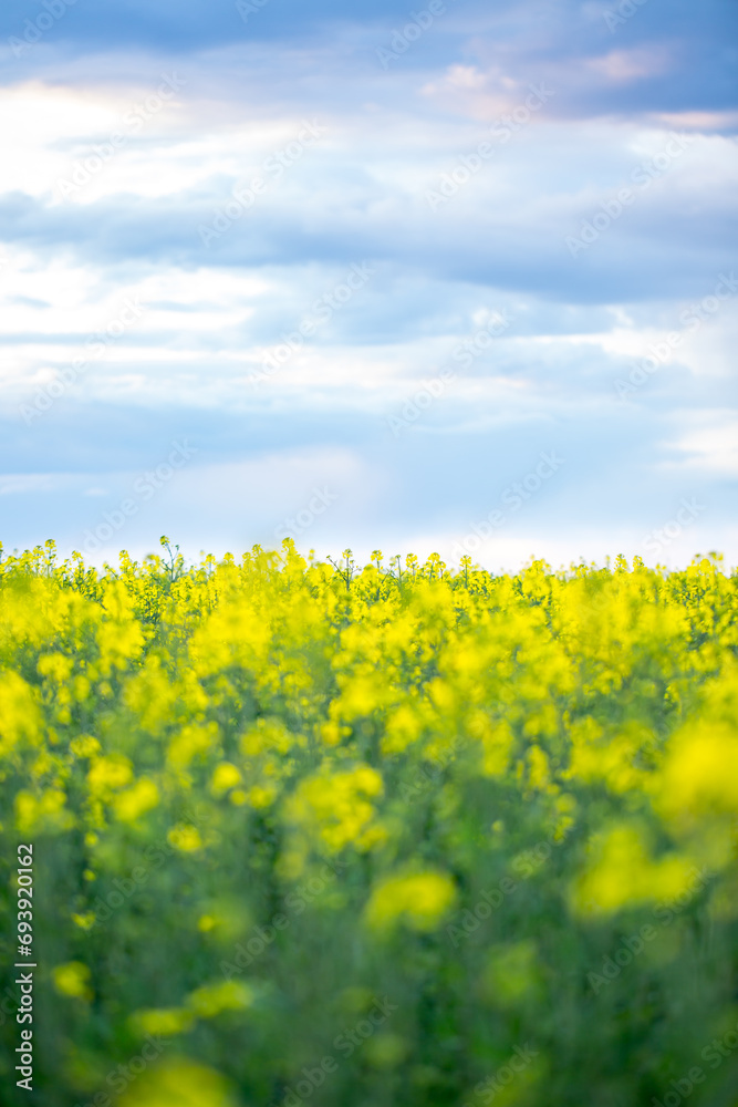 Yellow rapeseed field on a summer day, landscape with yellow rapeseed Yellow rapeseed field on a summer day, landscape with yellow rapeseed