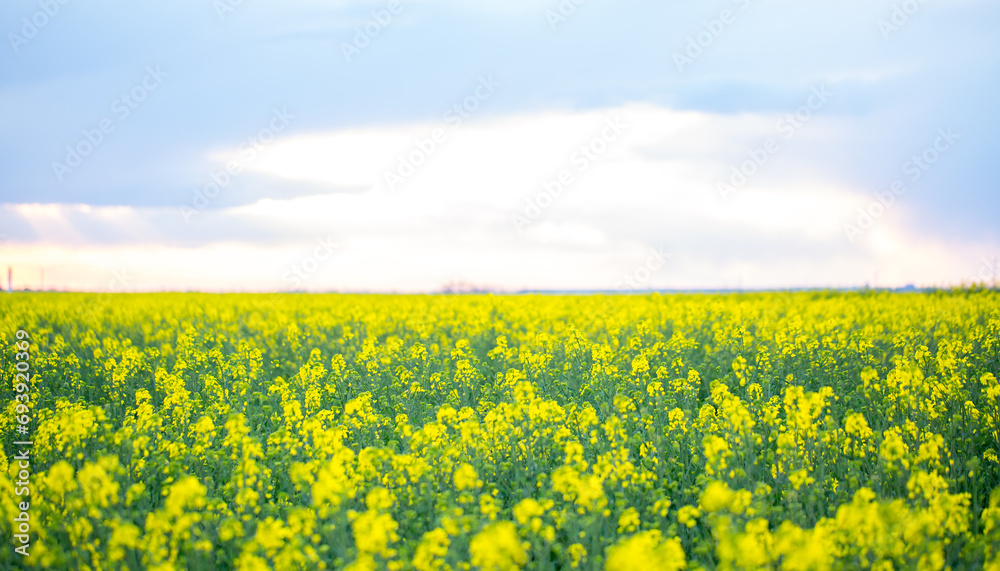 Yellow rapeseed field on a summer day, landscape with yellow rapeseed