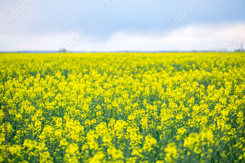 Yellow rapeseed field on a summer day, landscape with yellow rapeseed © Anton