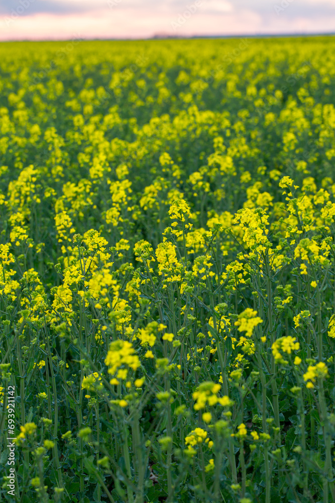 Yellow rapeseed field on a summer day, landscape with yellow rapeseed Yellow rapeseed field on a summer day, landscape with yellow rapeseed