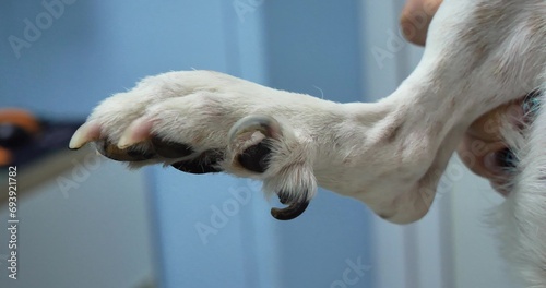 A dog's hind paw with extra toes. Close-up of a dog's paw on a veterinarian's hands with an extra finger. A dog's paw with five fingers behind the back of the limb. photo