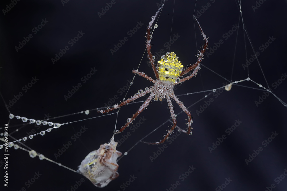 The cannibalistic behavior of a Hawaiian garden spider that preys on another Hawaiian garden spider. This yellow spider has the scientific name Argiope appensa. - obrazy, fototapety, plakaty 