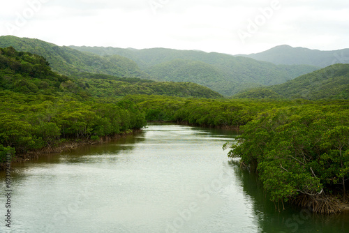 river in the forest in okinawa, japan