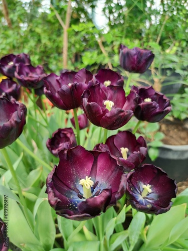 purple flowers