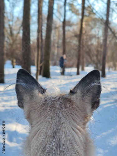 dog in winter