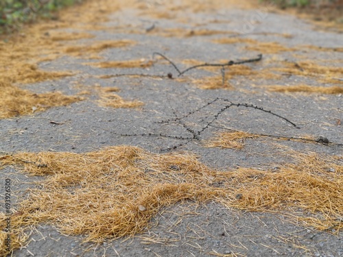 Autumn. larch leaves on the road