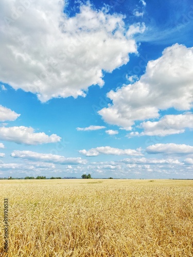 wheat field and sky