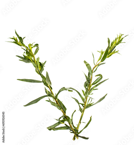 Branch of green fresh rosemary on white background