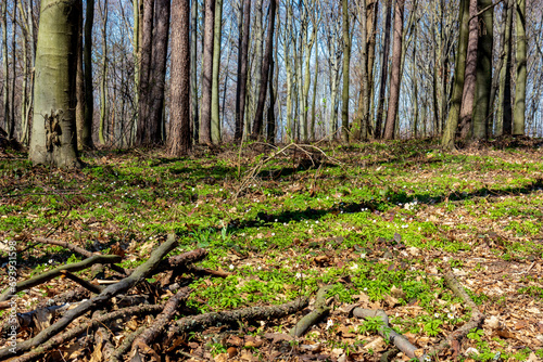 A forest that comes to life after winter, a sunny day in early spring