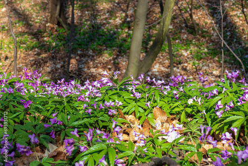 Foto Cardamine glanduligera, glandular livestock, forest harbinger of spring