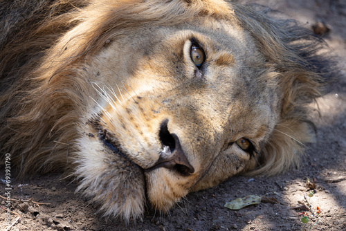leo napping