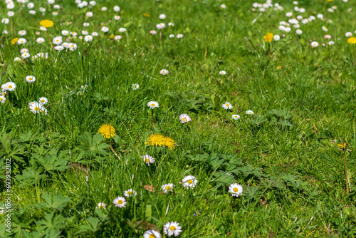 Spring lawn full of blooming daisies and dandelions, fresh, green grass
