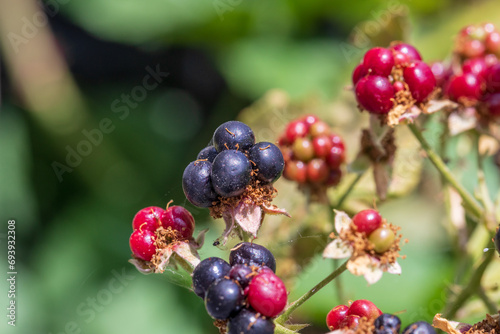 A bunch of ripening wild blackberries, wild raspberries