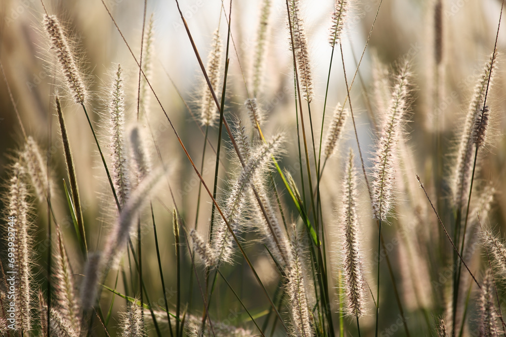 Fototapeta premium grass flower