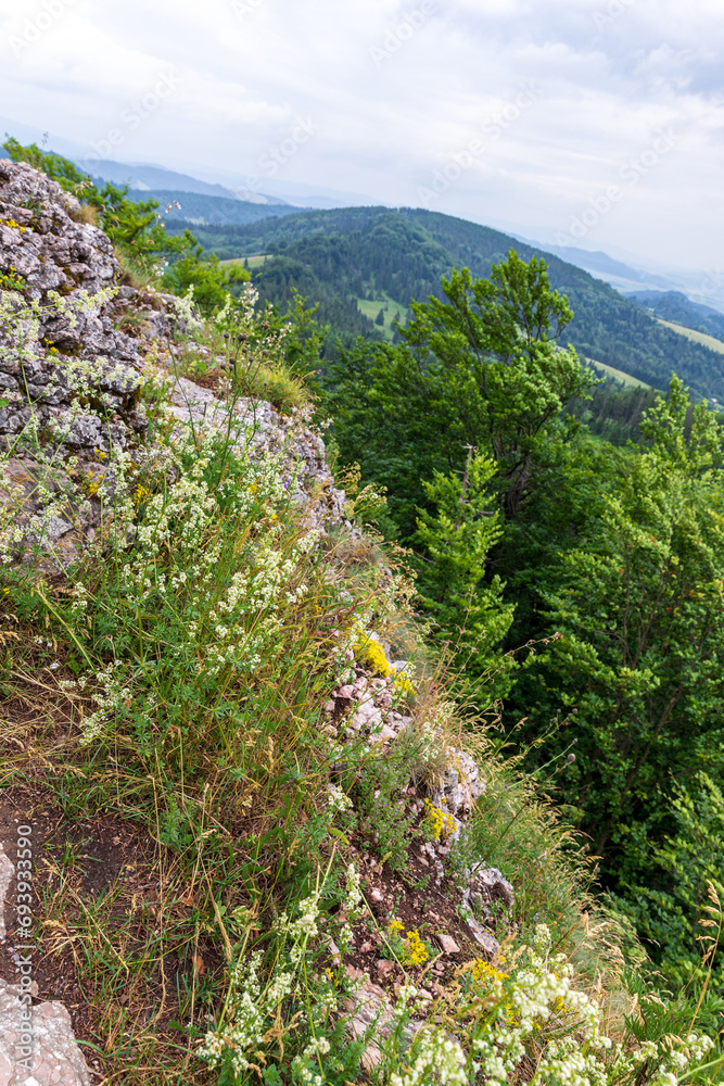 Vegetation at an altitude of 1050 m above sea level, viewing point on the peak of Wysoka, Pieniny Małe Vegetation at an altitude of 1050 m above sea level, viewing point on the peak of Wysoka, Pieniny Małe