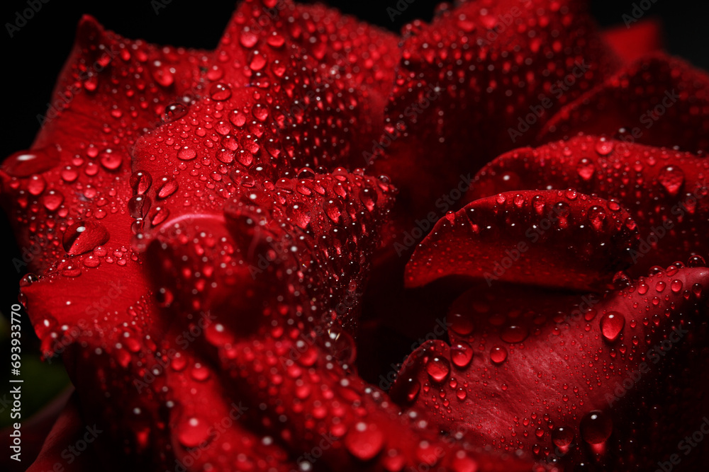 Beautiful red rose with dew, macro view of a rose with dew Beautiful red rose with dew, macro view of a rose with dew
