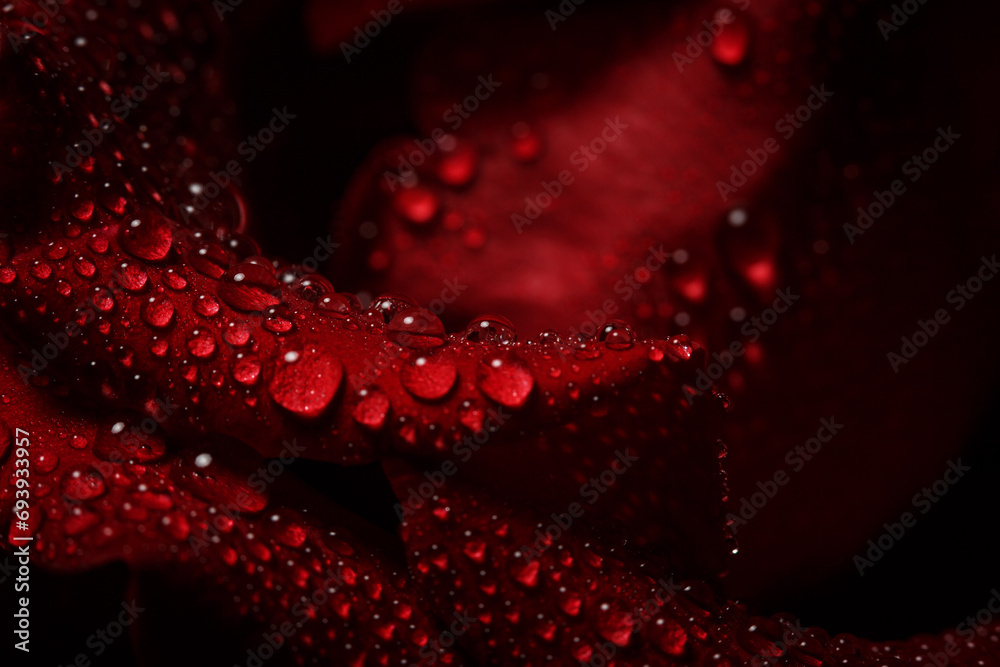 Beautiful red rose with dew, macro view of a rose with dew Beautiful red rose with dew, macro view of a rose with dew