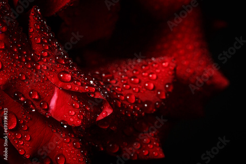 Beautiful red rose with dew  macro view of a rose with dew