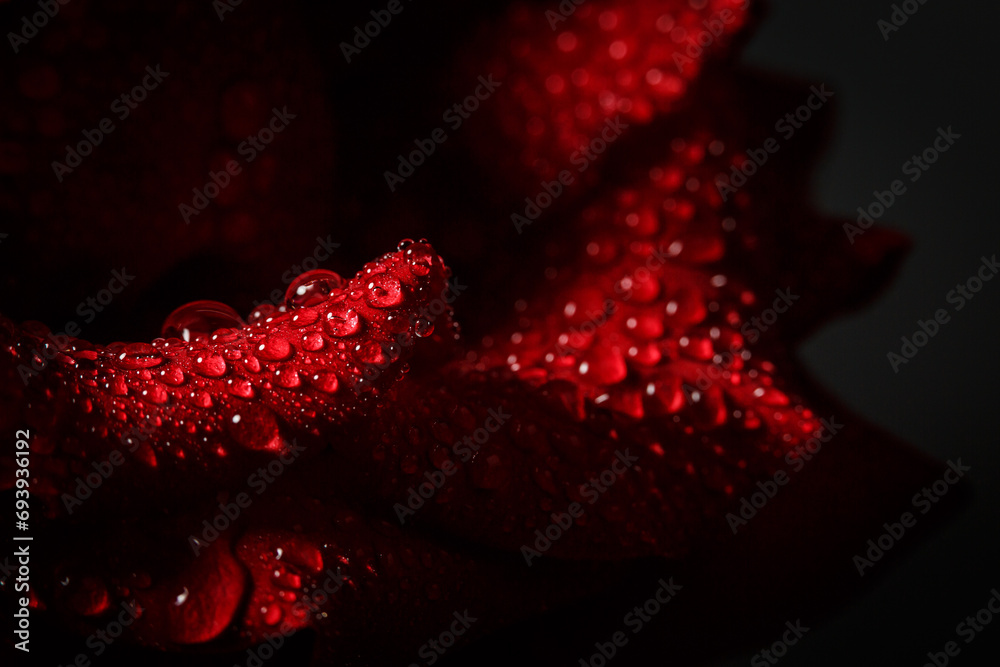 Beautiful red rose with dew, macro view of a rose with dew Beautiful red rose with dew, macro view of a rose with dew