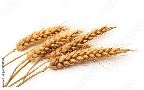 Isolated Wheat Ears on White Background