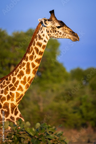 Photography giraffe top half