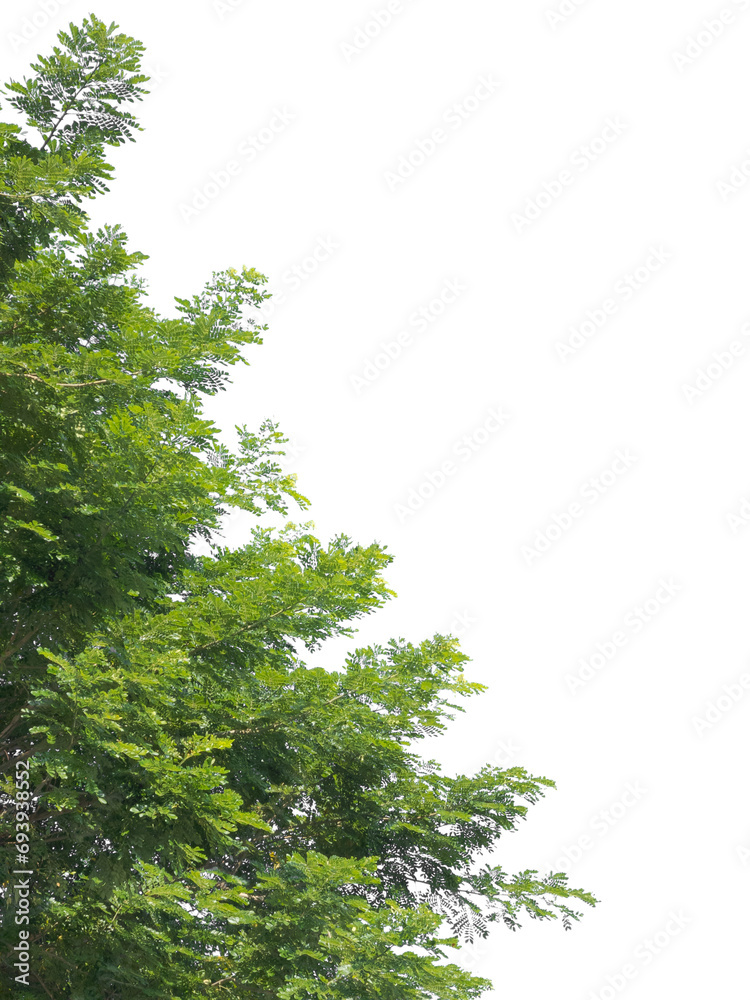 Fototapeta premium Samanea saman green leaves on nature white background.