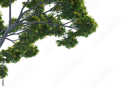 Various types of tree branch isolated 