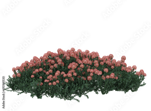 Various types of red flowers grass bushes shrub and small plants isolated