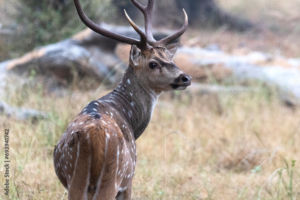 Fototapeta premium Ceylon (axis) spotted deer standing on field