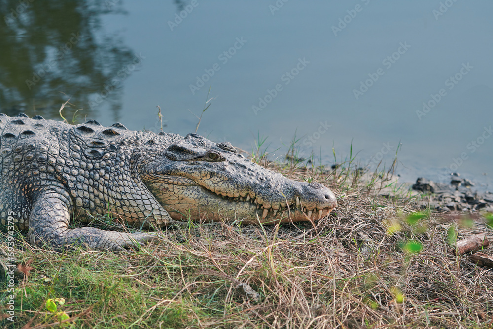 A saltwater crocodile (Crocodylus porosus) lying idly on a riverbank of Sundarbans, the largest mangrove forest in world. They are skilled apex predator adapted to saline water ecosystem of Sundarbans A saltwater crocodile (Crocodylus porosus) lying idly on a riverbank of Sundarbans, the largest mangrove forest in world. They are skilled apex predator adapted to saline water ecosystem of Sundarbans