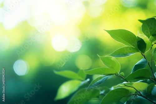 Closeup of fresh green leaves on blurred nature background with sunlight