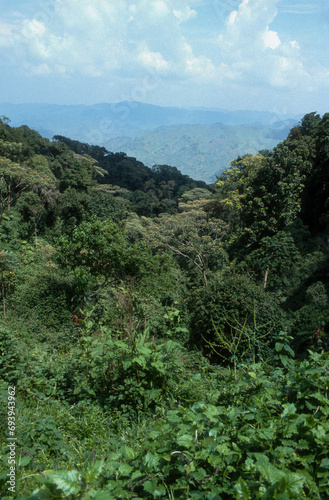 Forêt primaire de Nyungwe, Parc national Nyungwe, Rwanda