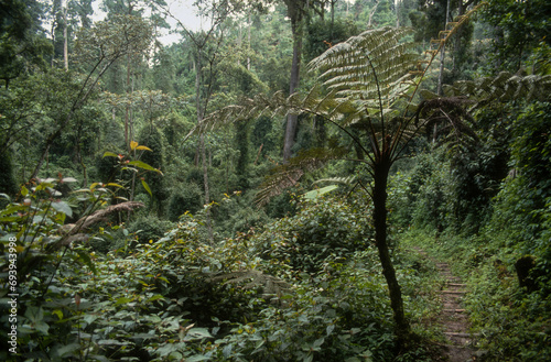 Forêt primaire de Nyungwe, Parc national Nyungwe, Rwanda photo