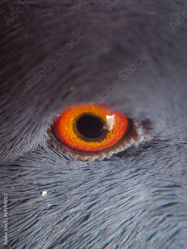 close up of pigeon eye