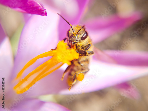 bee on crocus flower