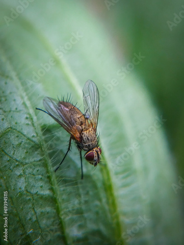 fly on leaf