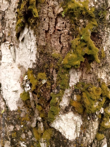 green moss on the tree bark