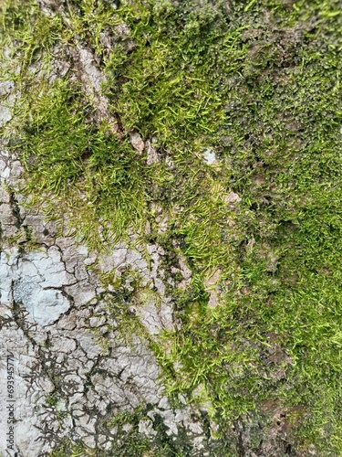 moss on the bark of tree