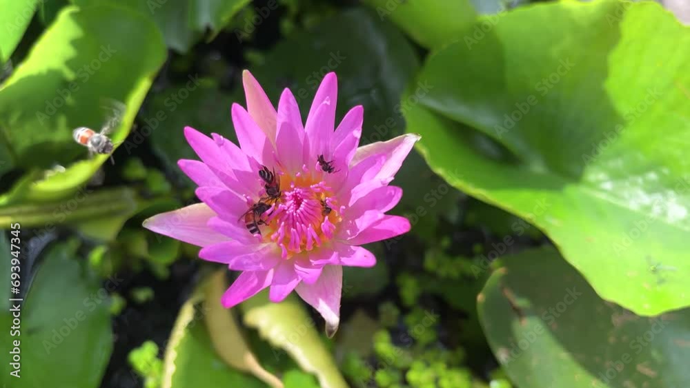Swarm Of Bees To Find Nectar, Blooming Pink Water Lily Flower On Lotus Leaves And Duckweed Background In Lotus Basin At Temple. Way Of Little Life Swarm Of Bees To Find Nectar, Blooming Pink Water Lily Flower On Lotus Leaves And Duckweed Background In Lotus Basin At Temple. Way Of Little Life