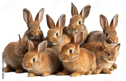 Rabbits on a white background