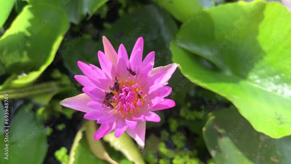 Swarm Of Bees To Find Nectar, Blooming Pink Water Lily Flower On Lotus Leaves And Duckweed Background In Lotus Basin At Temple. Way Of Little Life. Changed Range Speed. 28Nov2023 Swarm Of Bees To Find Nectar, Blooming Pink Water Lily Flower On Lotus Leaves And Duckweed Background In Lotus Basin At Temple. Way Of Little Life. Changed Range Speed. 28Nov2023