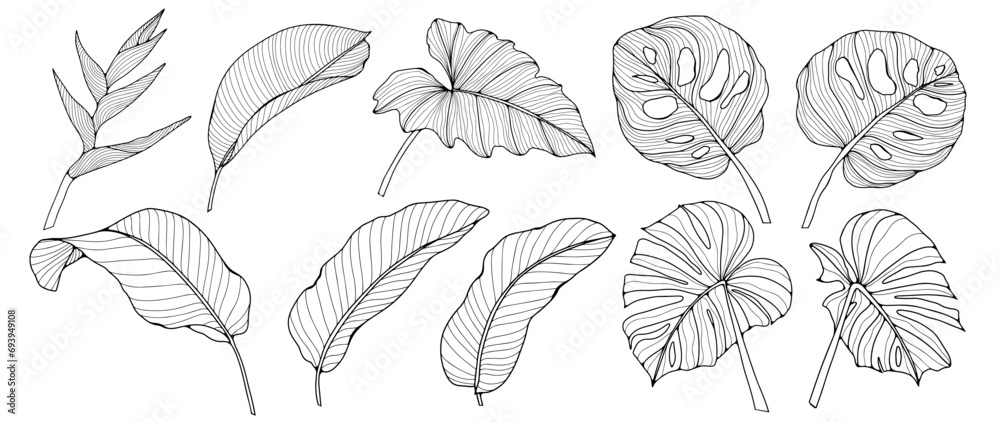 Black outline of various tropical branches and leaves on a white background. Tropical plants, monstera leaves, banana leaves. Black outline of various tropical branches and leaves on a white background. Tropical plants, monstera leaves, banana leaves.